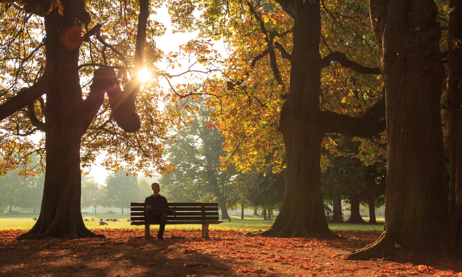 Man sitting on a bench in a park on a sunny autumn morning.